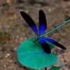 dragonflysue11